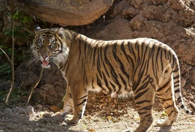 کرک-باغ-وحش-فتو-Fota-Wildlife-Park-335525