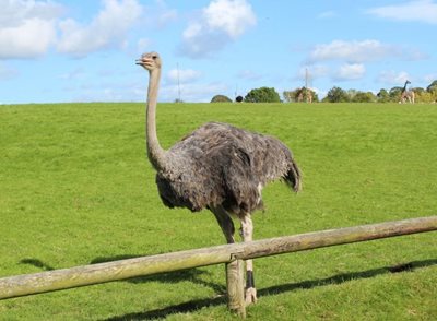 باغ وحش فتو Fota Wildlife Park