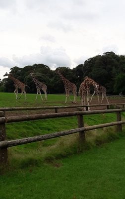 کرک-باغ-وحش-فتو-Fota-Wildlife-Park-335532