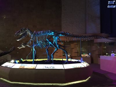 اولان-باتور-موزه-مرکزی-دایناسورها-Central-Museum-of-Mongolian-Dinosaurs-336335