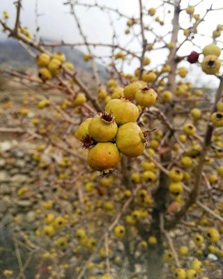 کازرون-روستای-دوان-336753