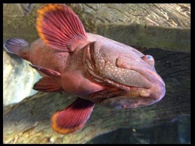 شارجه-آکواریوم-شارجه-Sharjah-Aquarium-340189