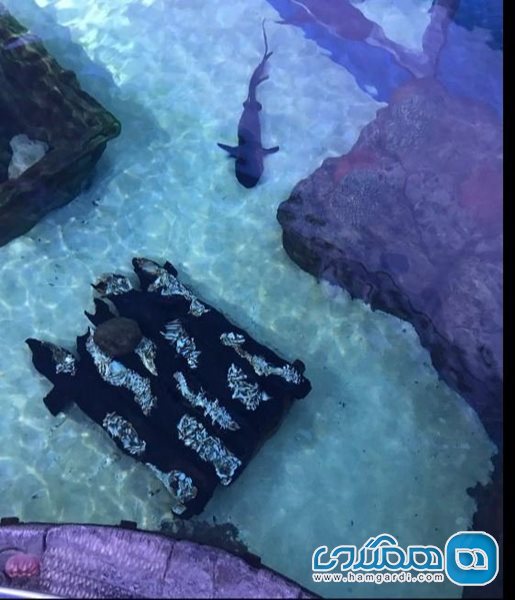 آکواریوم شارجه Sharjah Aquarium
