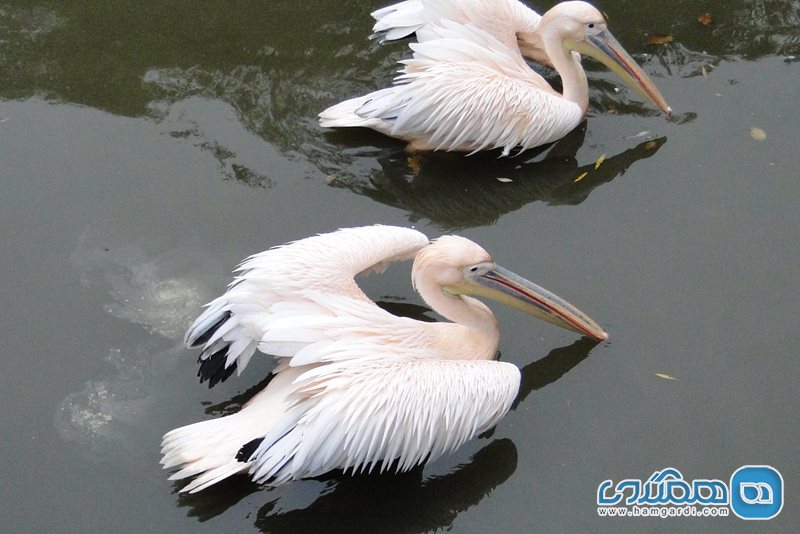 باغ وحش لیوبلیانا Zoo Ljubljana