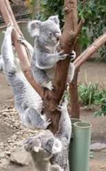 پارک طبیعت Currumbin Wildlife Sanctuary