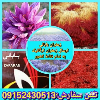 گناباد-زعفران-بابائی-341037