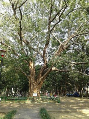 تاینان-پارک-تاینان-Tainan-Park-341990