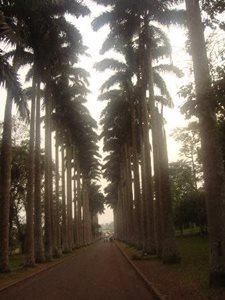 آکرا-باغ-گیاه-شناسی-آبوری-Aburi-Botanical-Gardens-342333