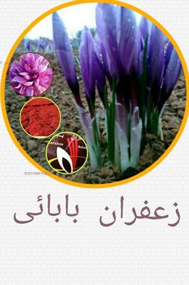 گناباد-کارگاه-بسته-بندی-زعفران-طلای-کویر-بابائی-346131