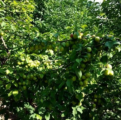 روستای خلجان