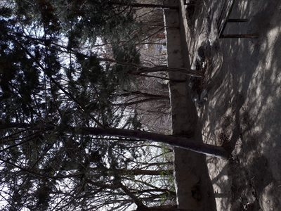 کوه جمشیدیه