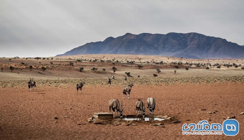 صحرای نامیبیا NamibRand Nature Reserve