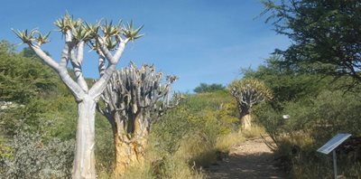 ویندهوک-باغ-گیاه-شناسی-ملی-نامیبیا-National-Botanic-Garden-of-Namibia-352039