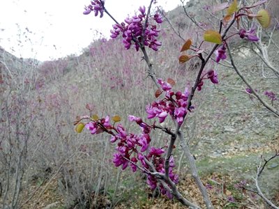 مشهد-دره-ارغوان-352584