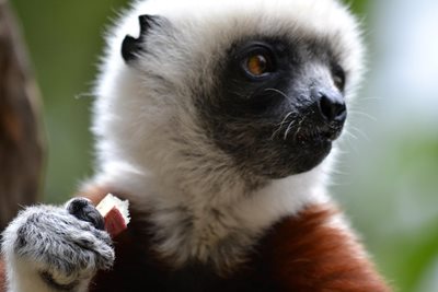 آنتاناناریوو-پارک-لمور-آنتاناناریوو-Lemurs-Park-353954
