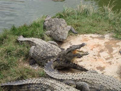 آنتاناناریوو-مزرعه-حیوانات-کروک-فارم-آنتاناناریوو-croc-farm-354063