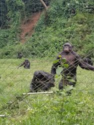 لولا یا بونوبو | Lola ya Bonobo