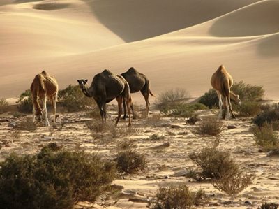 العیون-جاده-خاموش-العیون-Laayoune-Off-Road-354913