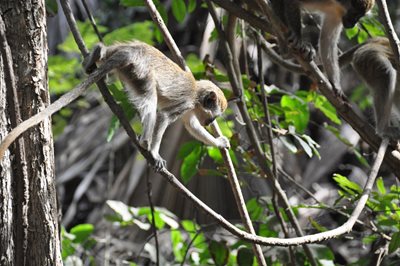 بانجول-پارک-جنگلی-بیجلو-Bijilo-Forest-Park-355865