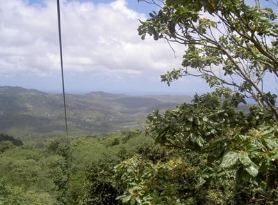 کاستریس-جنگل-بارانی-سنت-لوسیا-St-Lucia-Rain-Forest-356723