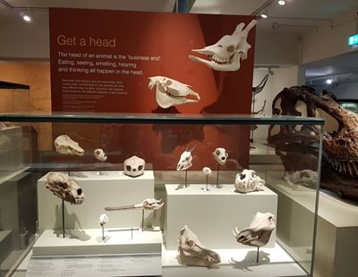 بلفاست-موزه-اولستر-Ulster-Museum-364133