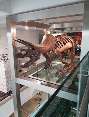بلفاست-موزه-اولستر-Ulster-Museum-364130