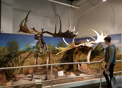بلفاست-موزه-اولستر-Ulster-Museum-364129