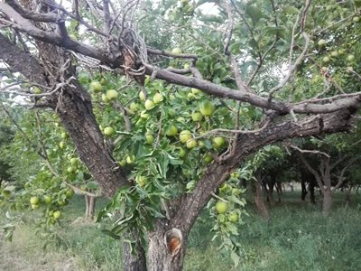 روستای مهماندوست