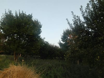 ترکمانچای-روستای-مهماندوست-365204