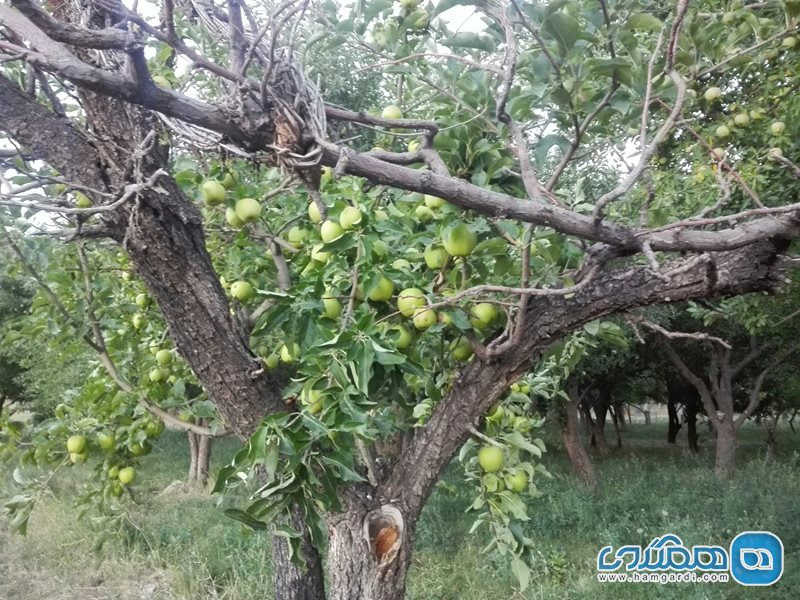 روستای مهماندوست