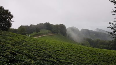 جنگل عطا کوه لاهیجان