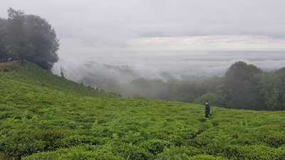 لاهیجان-جنگل-عطا-کوه-لاهیجان-367514