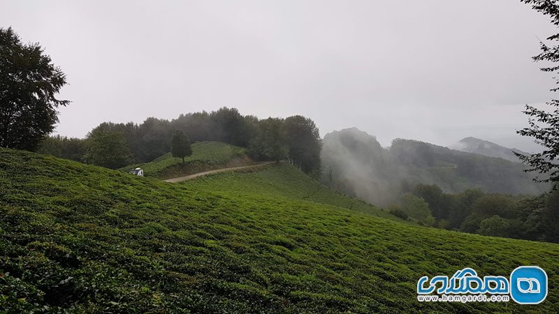 جنگل عطا کوه لاهیجان