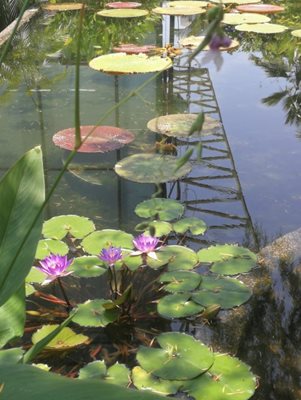 پتالینگ-جایا-باغ-سکرت-گاردن-اوتاما-The-Secret-Garden-Utama-371472