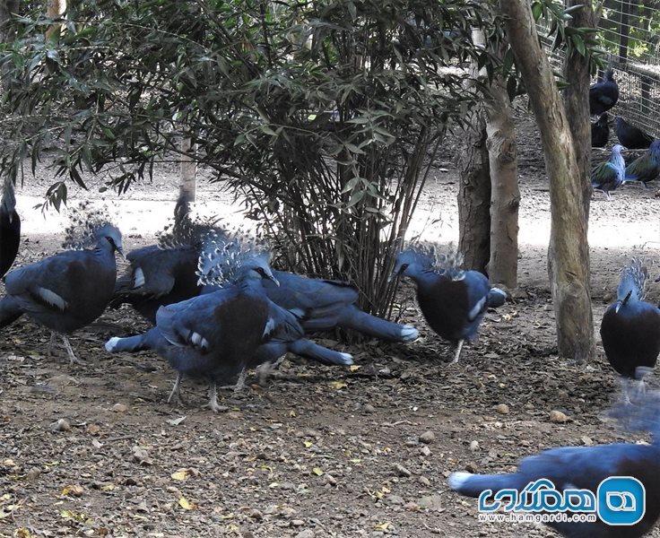 باغ وحش طبیعت پورت مورسبی | Port Moresby Nature Park