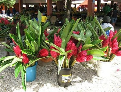 پورت-ویلا-پورت-ویلا-مارکتس-Port-Vila-Markets-371859