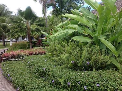 پاپیته-بوگاینویله-پارک-Bougainville-Park-372079