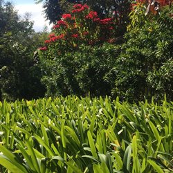 پارک شهر، پارک زیست محیطی مارکس روبرتو بورل | Roberto Burle Marx Ecological Park