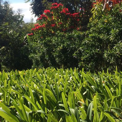 پارک شهر، پارک زیست محیطی مارکس روبرتو بورل | Roberto Burle Marx Ecological Park