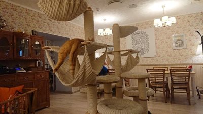 ویلنیوس-کافه-گربه-ای-کاسیو-کاوین-Cat-Cafe-KaciU-Kavine-372487