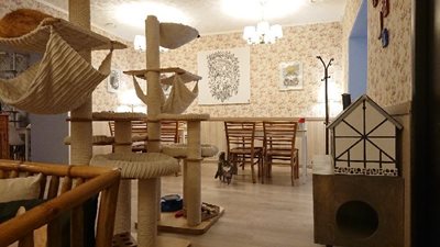 کافه گربه ای کاسیو کاوین | Cat Cafe KaciU Kavine