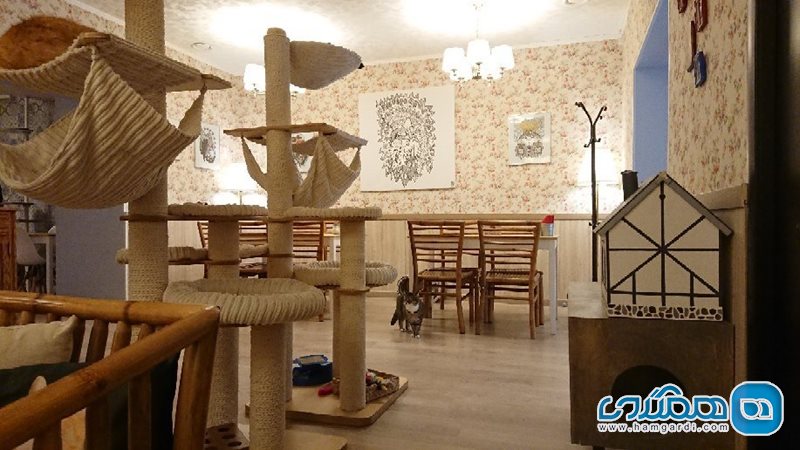 کافه گربه ای کاسیو کاوین | Cat Cafe KaciU Kavine