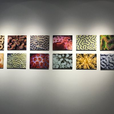 جرج-تاون-گالری-ملی-جزایر-کیمن-National-Gallery-of-the-Cayman-Islands-372955
