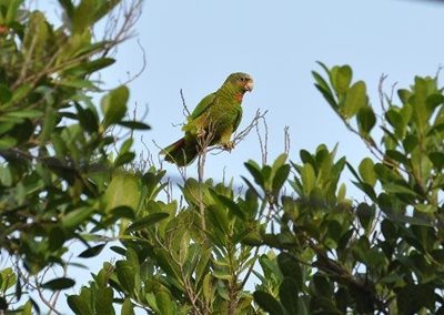 جرج-تاون-پارک-نشنال-تراست-فور-د-کیمن-ایسلندز-National-Trust-for-the-Cayman-Islands-373009