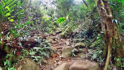 ویکتوریا-پارک-ملی-مورن-سیشل-Morne-Seychellois-National-Park-373829