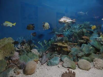 ویکتوریا-موزه-تاریخ-طبیعی-سیشل-Seychelles-Natural-History-Museum-373861