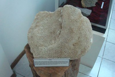 ویکتوریا-موزه-تاریخ-طبیعی-سیشل-Seychelles-Natural-History-Museum-373860