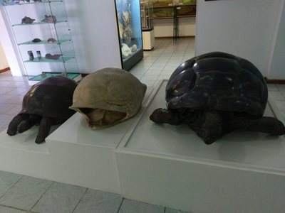 ویکتوریا-موزه-تاریخ-طبیعی-سیشل-Seychelles-Natural-History-Museum-373865