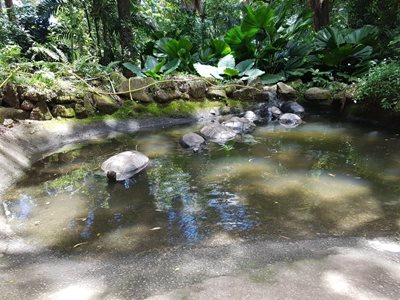 باغ گیاه شناسی ملی  سیشل | Seychelles National Botanical Gardens