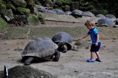 ویکتوریا-باغ-گیاه-شناسی-ملی-سیشل-Seychelles-National-Botanical-Gardens-373869